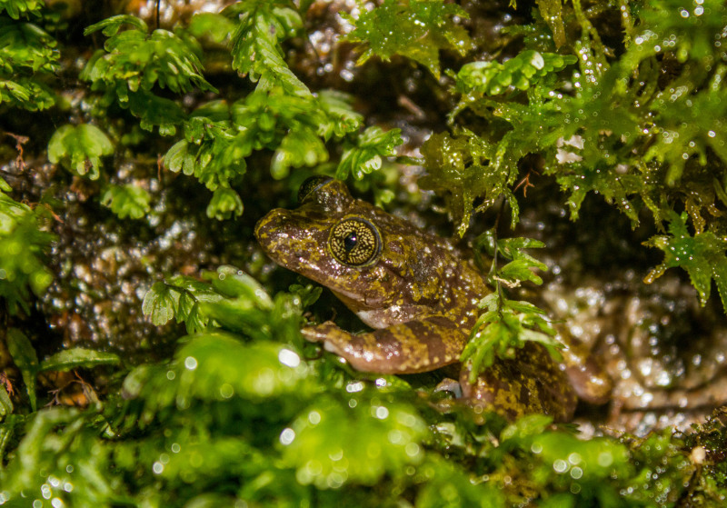 Ghost Frog Table Mountain