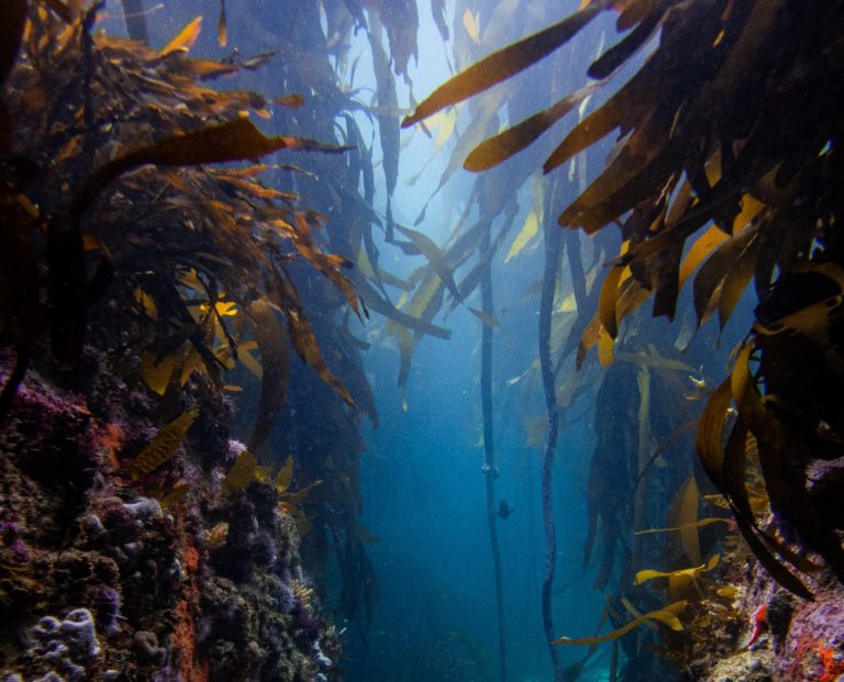 cape town freediving