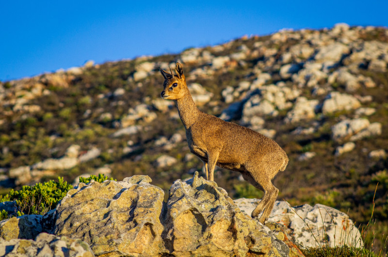 klipspringer