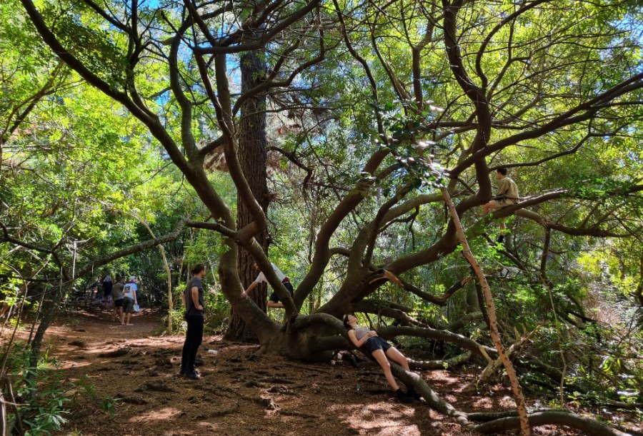 relaxing in Newlands Forest