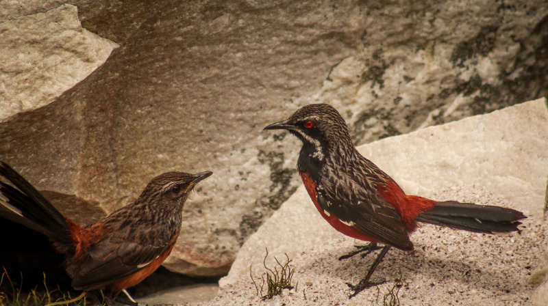 rockjumpers south africa