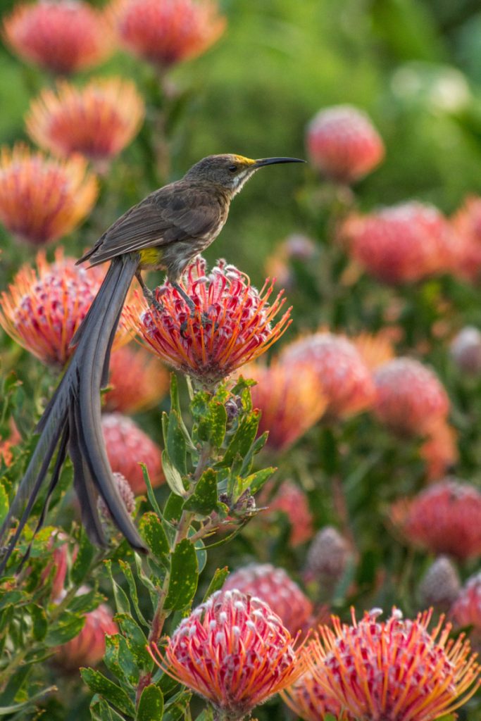 kirstenbosch gardens