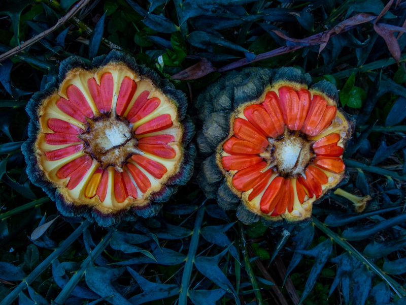 Kirstenbosch Gardens cycads