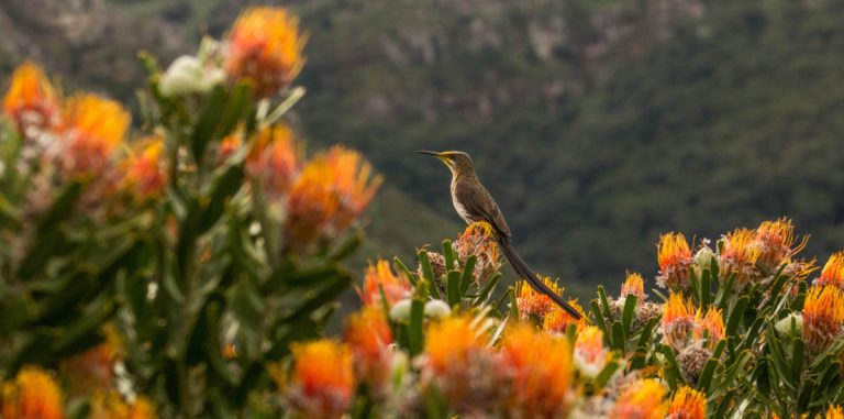 kirstenbosch gardens cape town