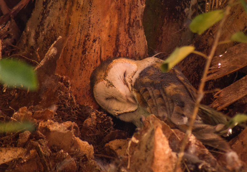 barn owl