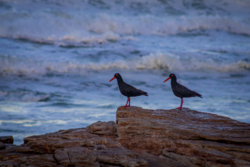 African Black Oystercatcher