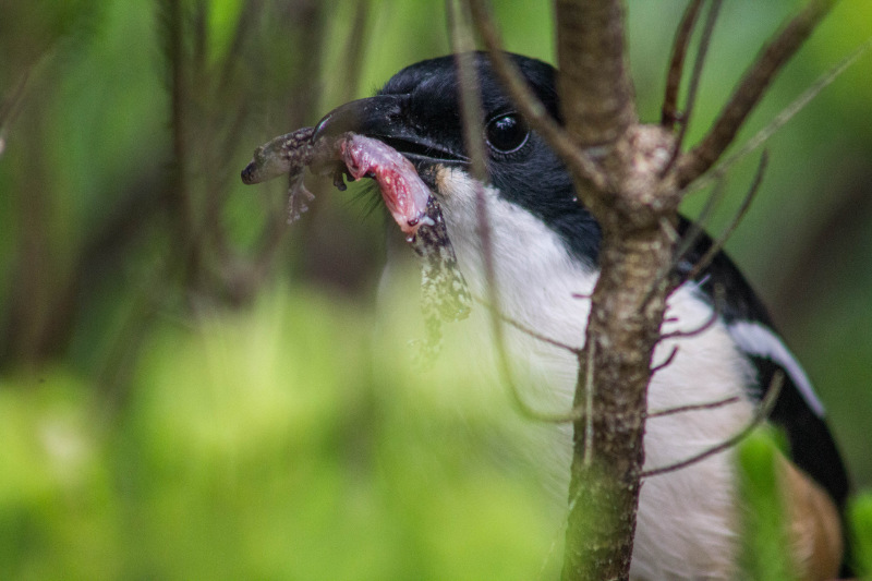 Southern Boubou