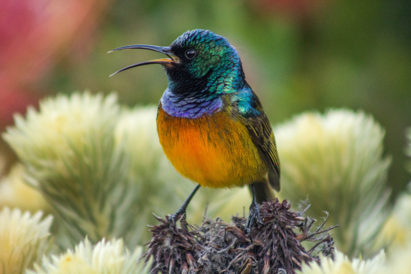 Orange-breasted Sunbird
