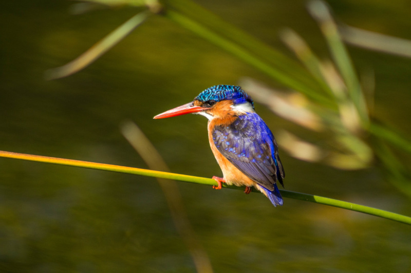 Malachite Kingfisher