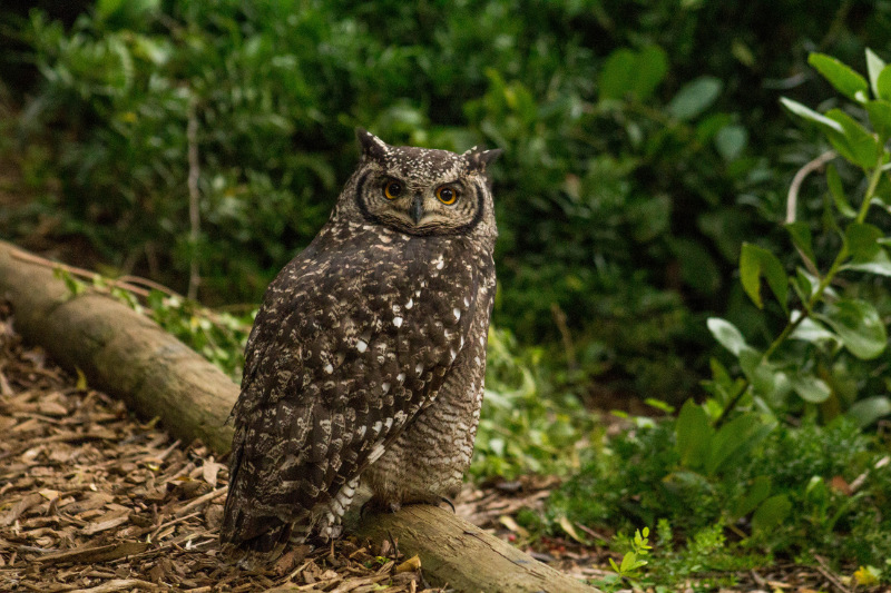 Spotted Eagle-Owl