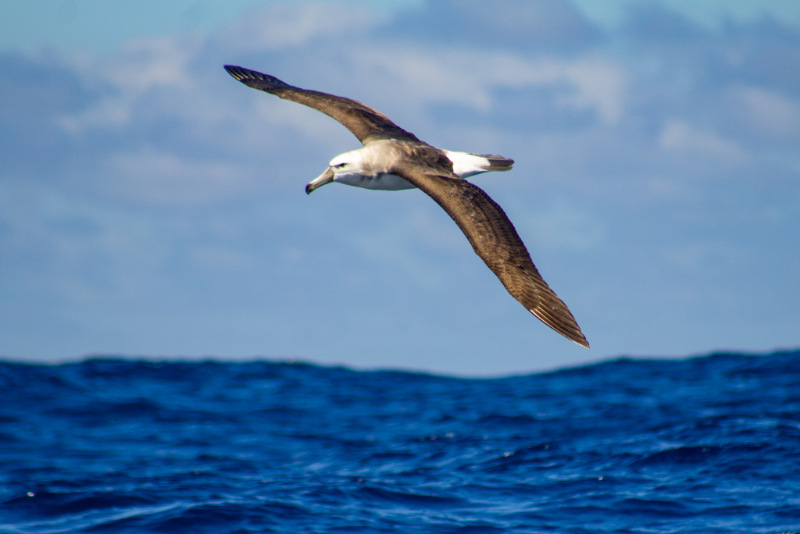 Shy Albatross