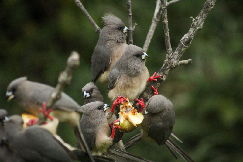 White-backed Mousebird