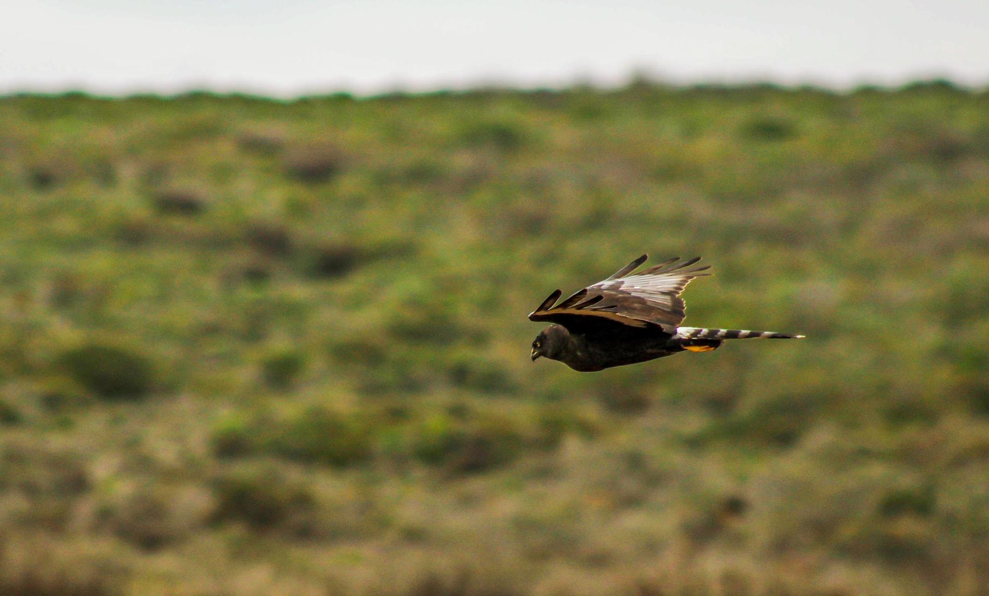 Black Harrier
