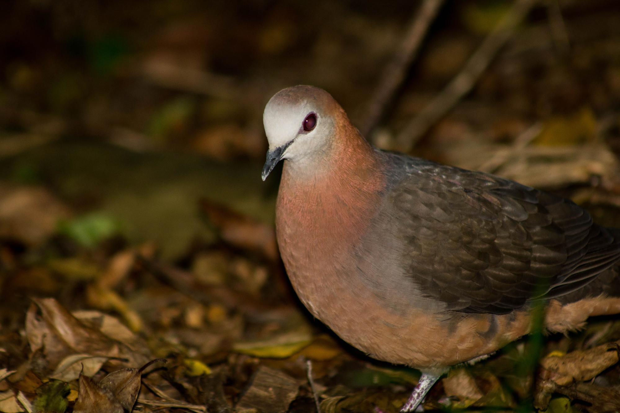 lemon dove