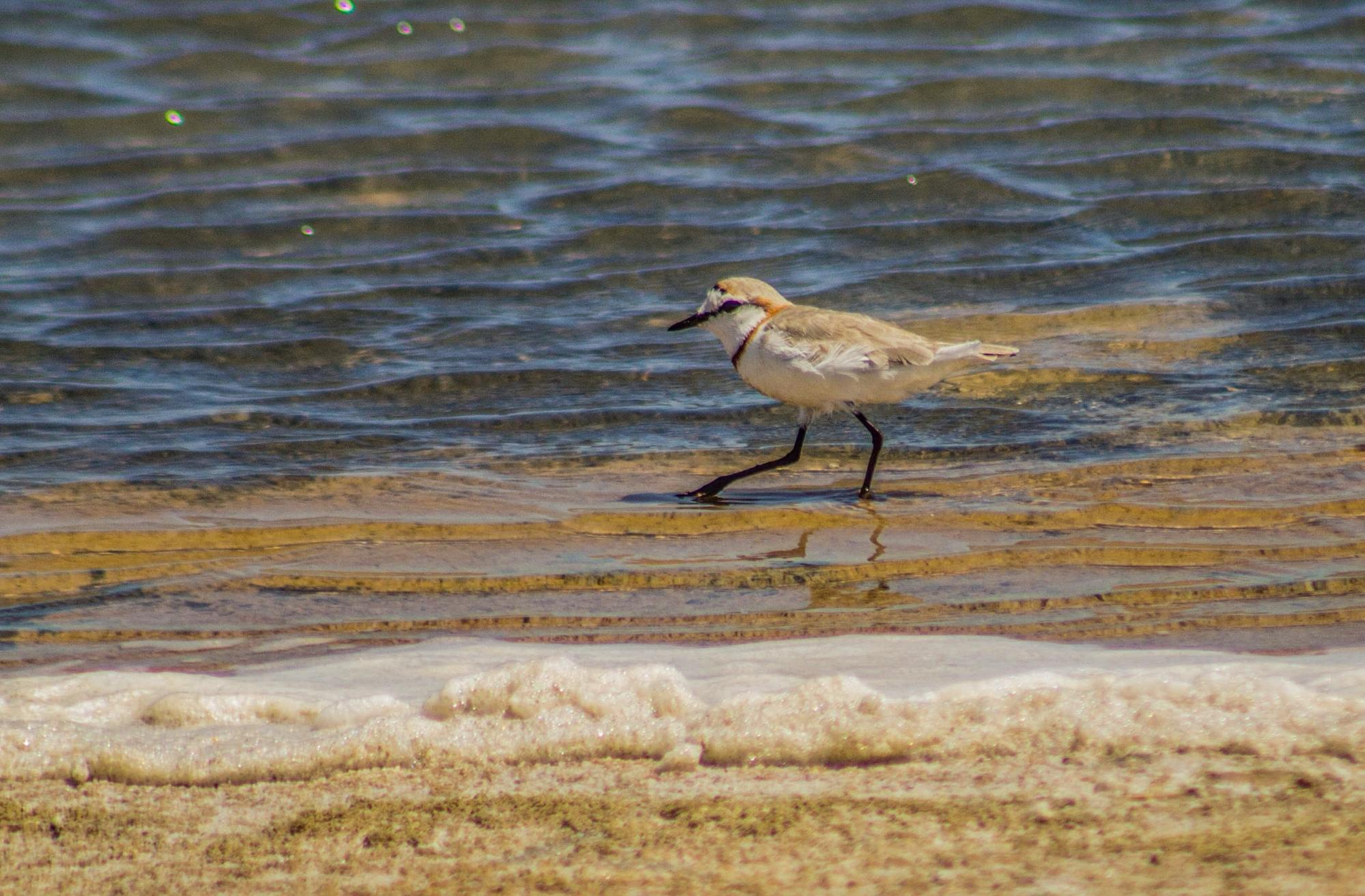 chestnut banded plover