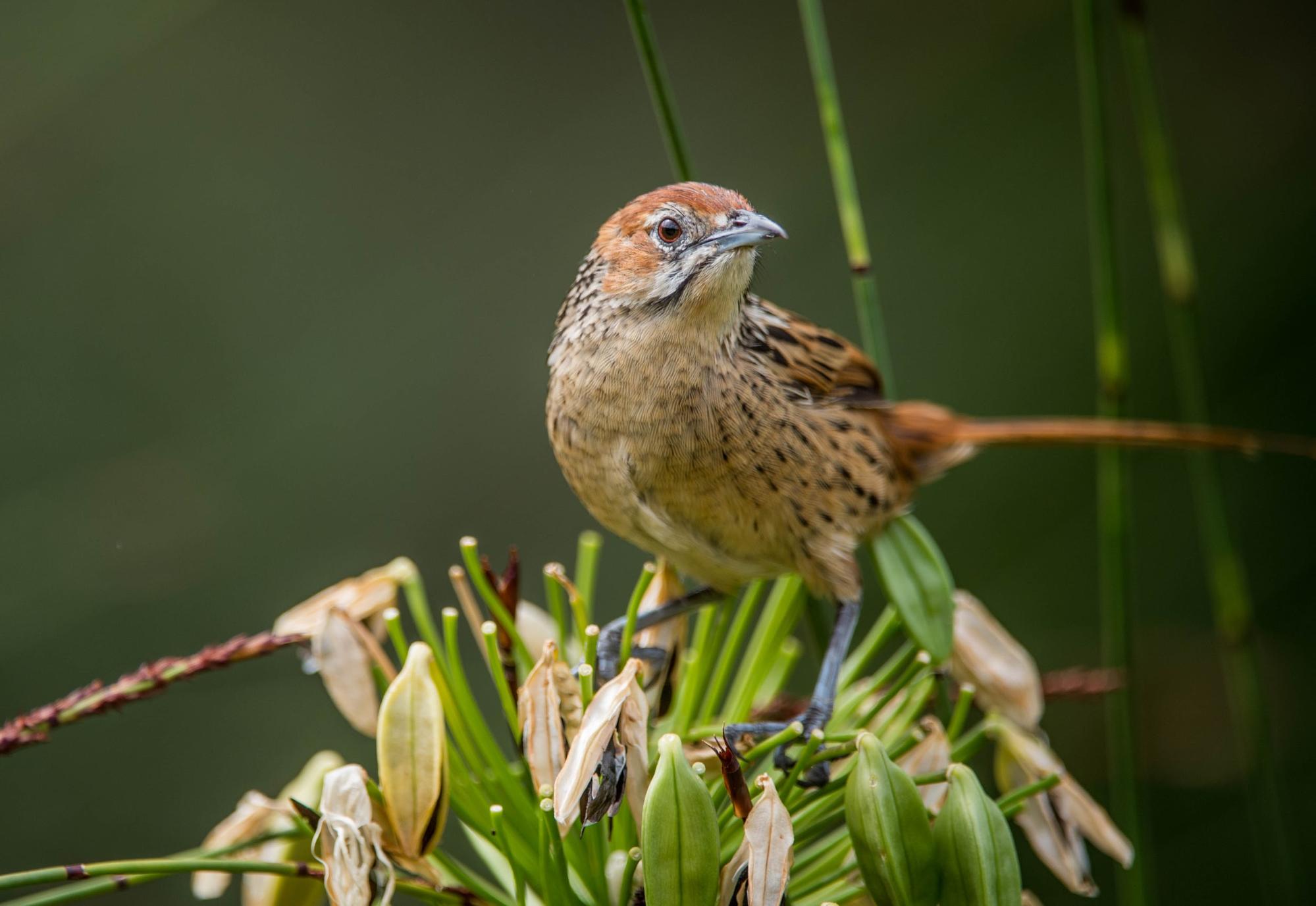 cape grassbird
