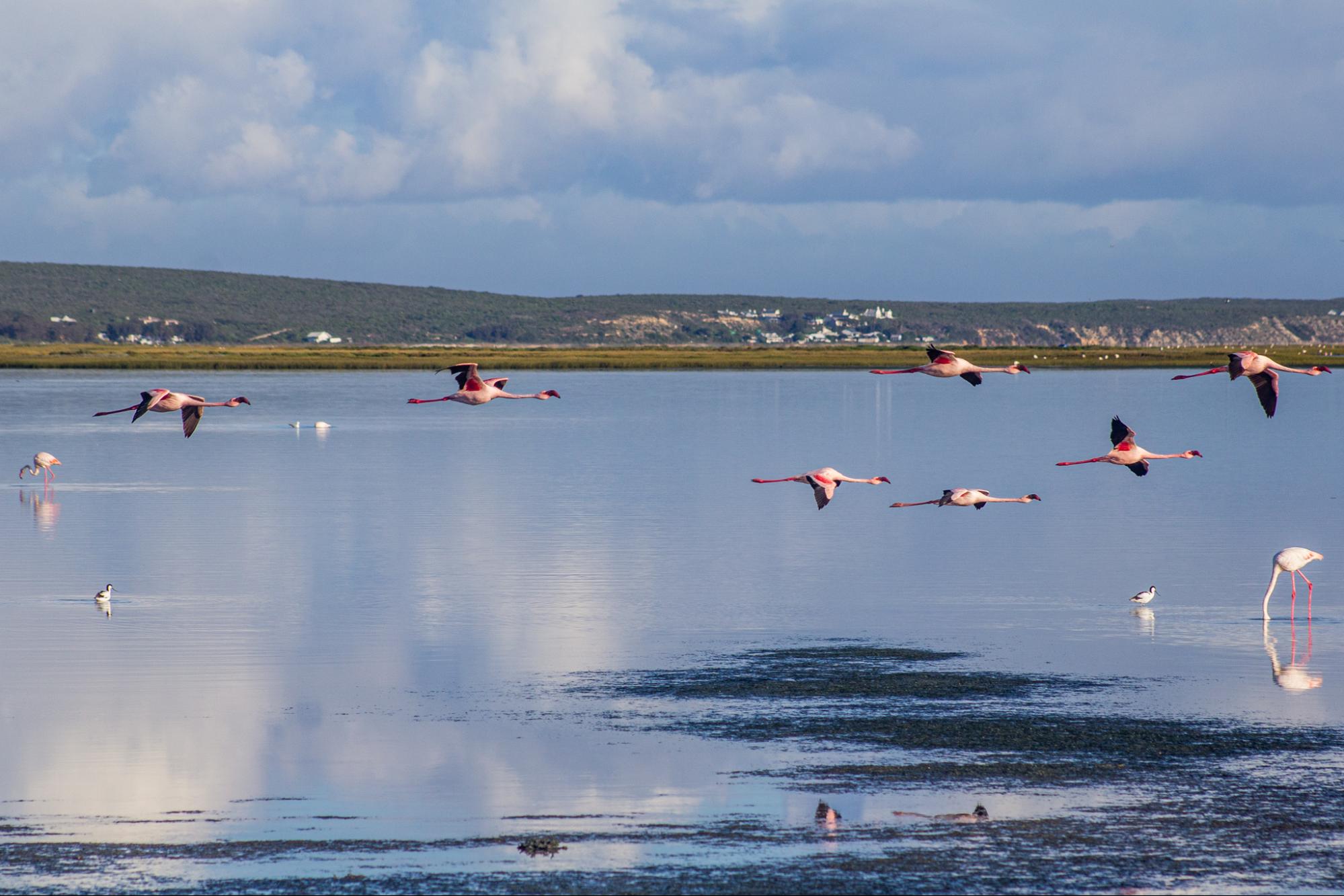 lesser flamingo gathered at the vlei