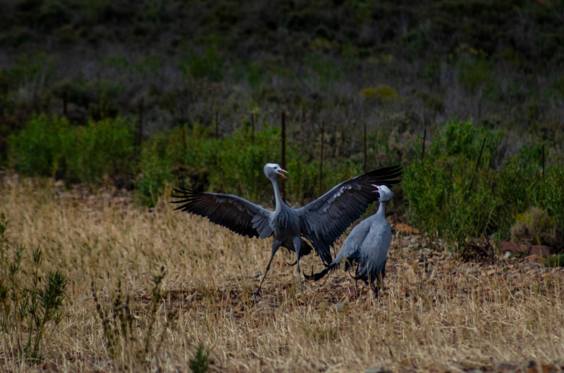 two blue crane