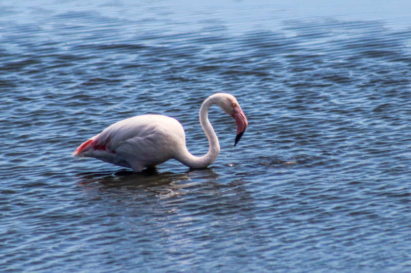 Greater Flamingo