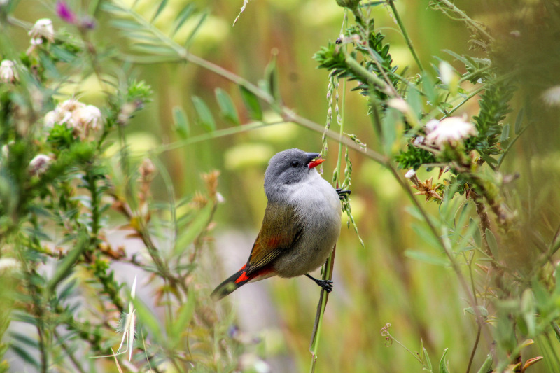 swee waxbill