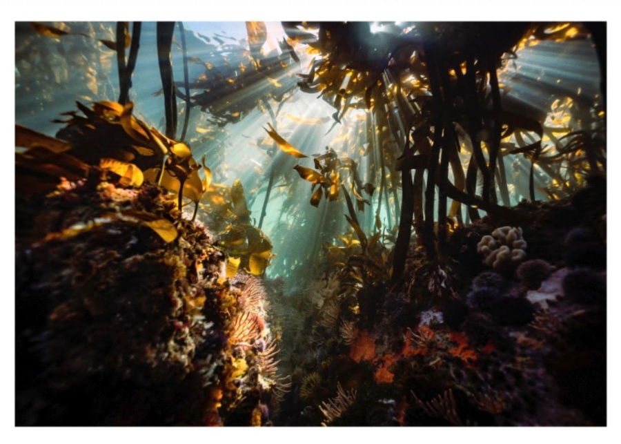 helen walne underwater photography