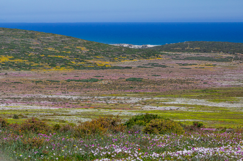 wildflower season on the West Coast