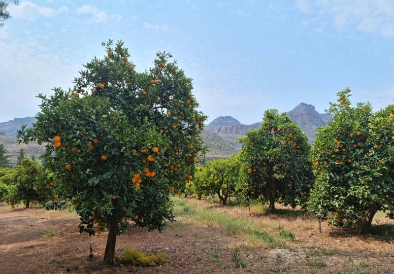 orange trees at suikerbossies working farm