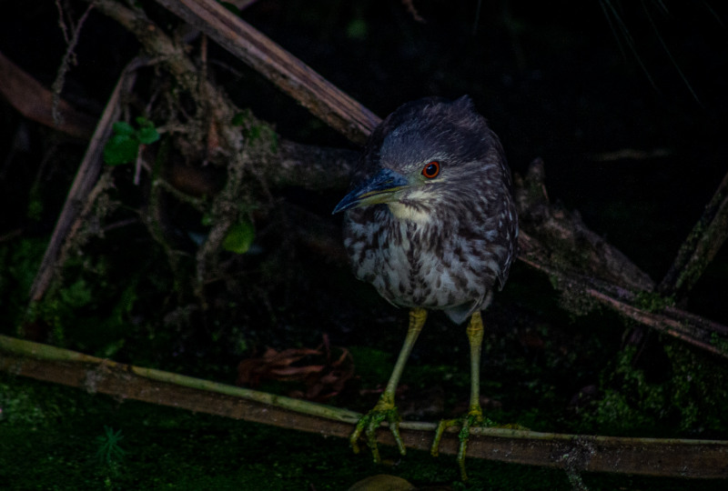 An immature black-crowned night-heron on the edge of a stream running through a residential area in Tokai