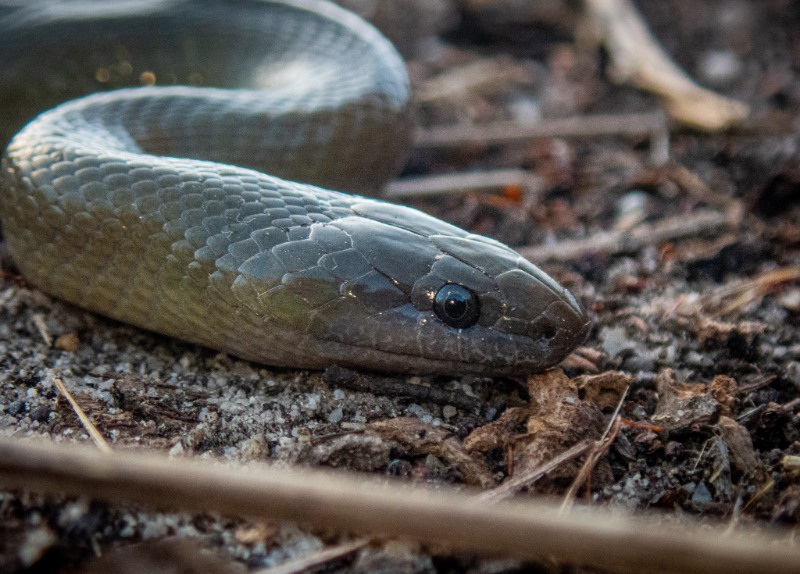 mole snake