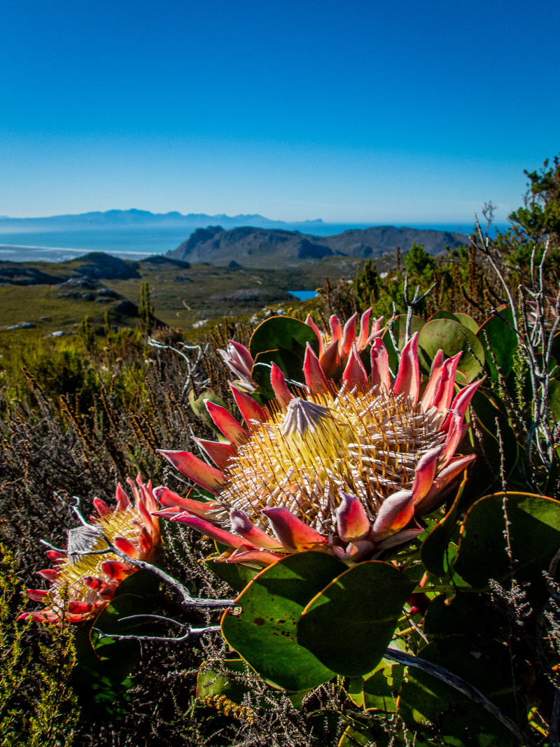 A King Protea overlooking Silvermine Nature Reserve