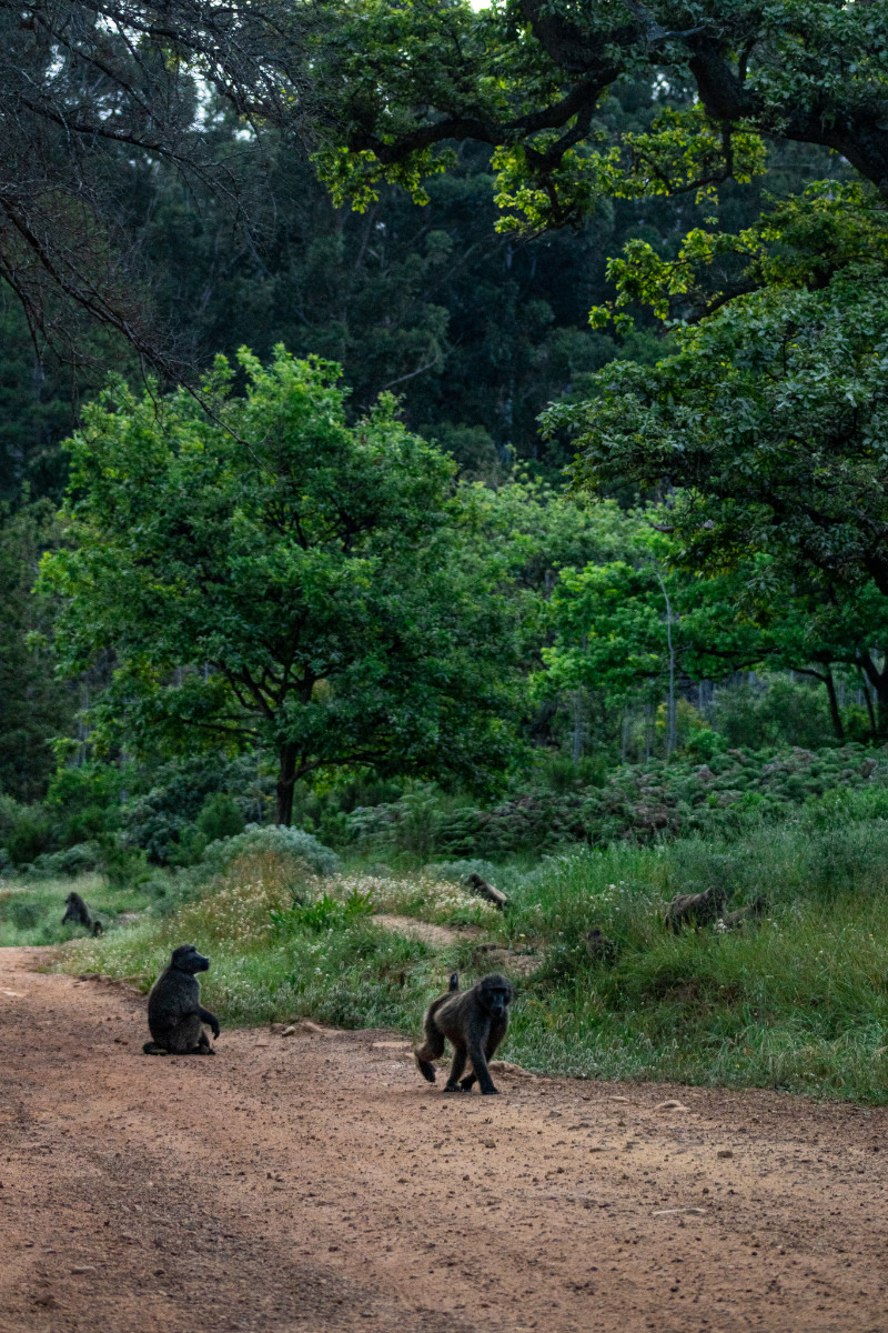 baboons exploring the tokai arboretum