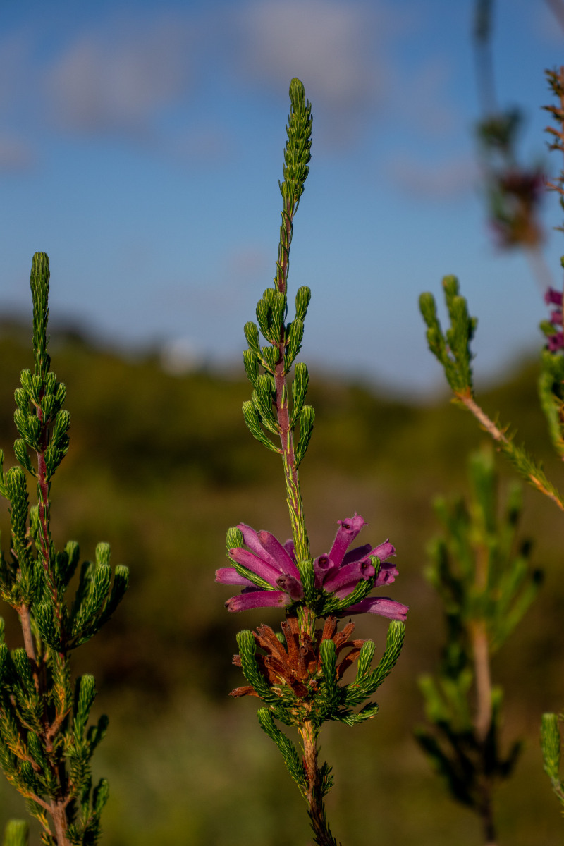 whorl heath flower