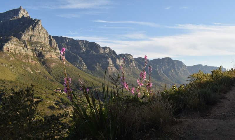 View of the twelve apostles mountains from lions head