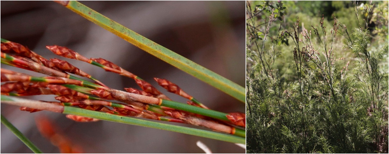 Square-stemmed Restios