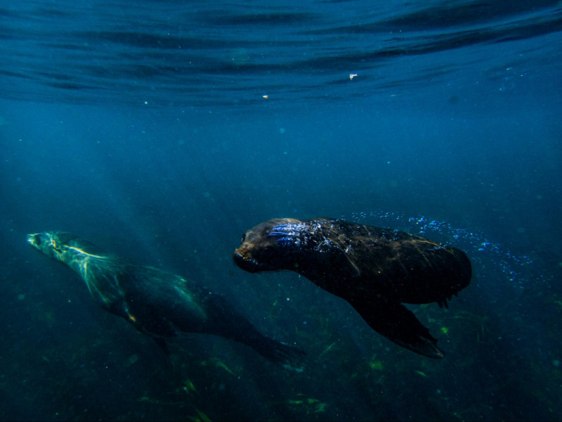 A Cape fur seal pup learning how to swim