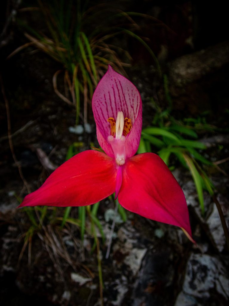 red disa growing on the slopes of Table Mountain