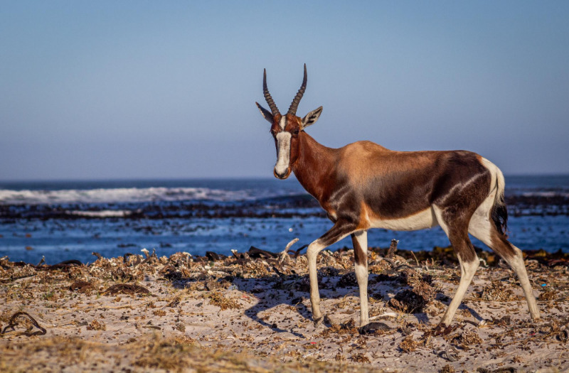 A bontebok walking along Olifantsbos Beach, Cape Point