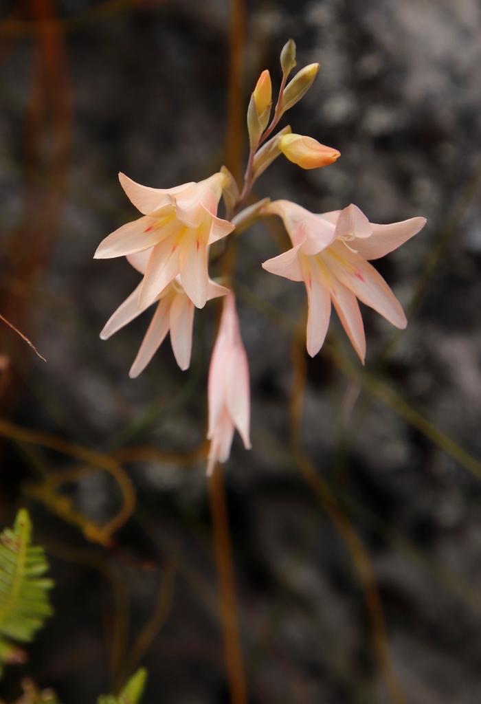 Mountain Painted Lady