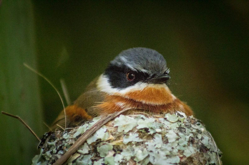 A Cape batis sitting on its nest