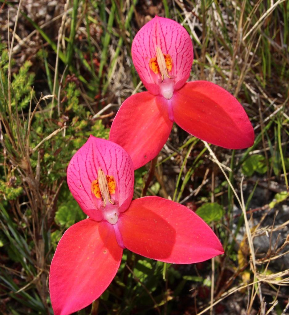 Red Disa