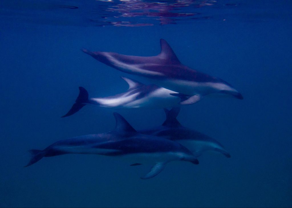 Four dusky dolphins swimming close to Simon’s Town