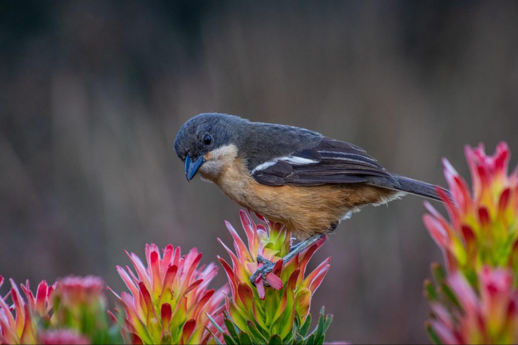 A Southern boubou searching for food amongst a pagoda bush