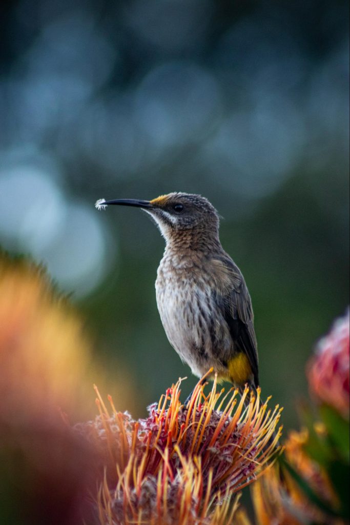 A Cape Sugarbird visiting a flowering pincushion bush
