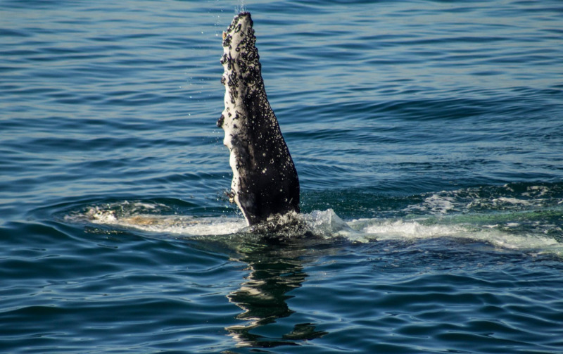 A humpback whale frolicking on the surface of the ocean