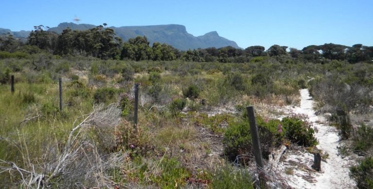 View of restored Fynbos at Lower Tokai Park