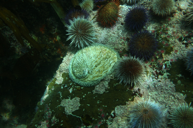 Abalone among sea urchins