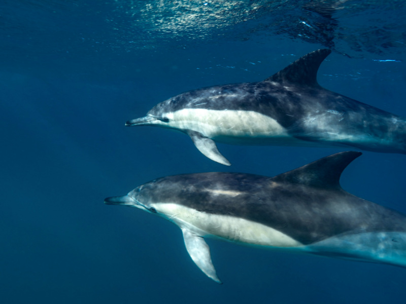 Common Dolphins