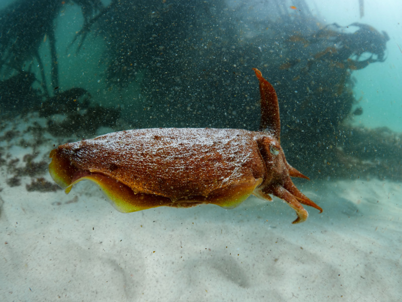 Cuttlefish on the move