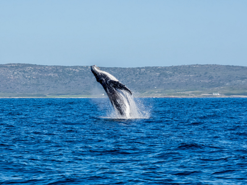 Humpback whale