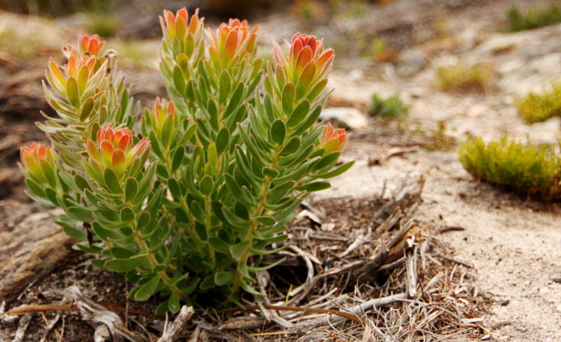 woodchips to secure your fynbos